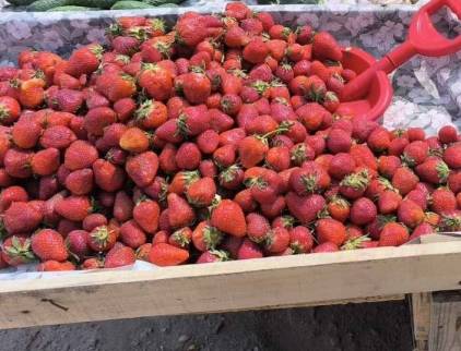 Ринок у Миколаєві напередодні Великодня: молоді овочі, місцева полуниця та рекордно дорогий «шашлик»