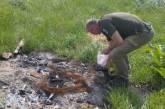 В Николаевской области сжигали свиней: в останках обнаружили опасные вещества