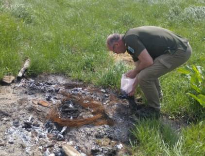 На Миколаївщині спалювали свиней: в останках виявили небезпечні речовини