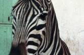 В Николаевском зоопарке пополнение: на пуму, макаку и филина выменяли зебру