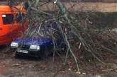 Буря в Николаеве валит деревья и ломает светофоры