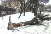 Коммунальным службам Николаева нет дела до падающих на дороги деревьев