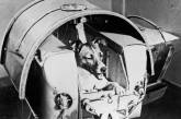Собака Лайка - первое живое существо в космосе. ФОТО