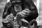 Шимпанзе кормит детеныша леопарда в зоопарке Лондона, 1971 год. ФОТО