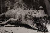 Гигантский крокодил-людоед, застреленный  в Австралии. 1957 год. ФОТО