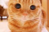 Самые красивые кошки в мире (ФОТО)