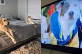 Кот и пес устроили совместный киносеанс о своих сородичах ( ВИДЕО) 