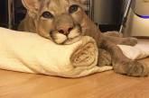 Пара забрала пуму из саранского контактного зоопарка и превратила её в разбалованного домашнего кота