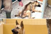 Невероятные фотографии собак до и после спасения (ФОТО)