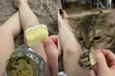 Кот позаботился о хозяйке, отобрав у нее чипсы (ВИДЕО) 