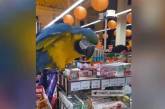 В супермаркете Харькова "хозяйничал" попугай (ВИДЕО)