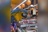 Попугай устроил погром в супермаркете после побега из зоопарка ( ВИДЕО) 