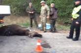 Под Киевом из-за лося на трассе разбилось две машины. ВИДЕО