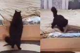 «Настоящая хозяйка»: кошка поправила одеяло после себя и поразила аккуратностью ( ВИДЕО) 