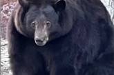 В США медведь пробирается в дома и отбирает у людей еду: косолапый поправился до 200 килограммов (ВИДЕО) 