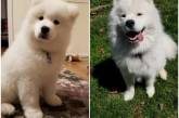 Фотографии собак "тогда и сейчас" 