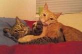Смешные фотки котов, которых поймали «на горячем» 