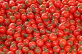 Журналист рассмешил описанием уничтожения украинских томатов в России