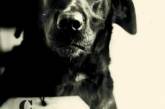 История собаки, получившей пожизненный срок. Фото