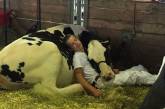  Американский подросток стал знаменитым, заснув в обнимку с коровой