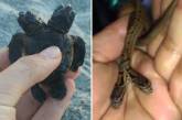 Двухголовый детёныш черепахи и двухголовая змея обнаружены в США (ФОТО)