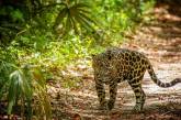 В джунгли Гватемалы вернулись ягуары. (ФОТО)