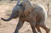 В Таиланде слоненок, застигнутый за воровством, попытался спрятаться за столбом