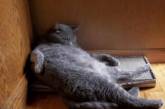 Веселые фотографии котов из серии "Я немножко полежу".ФОТО