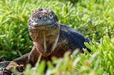 Победители фотоконкурса Galapagos Conservation Trust Photography Competition 2017. ФОТО