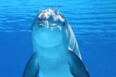 В Японии дельфин терроризирует отдыхающих 