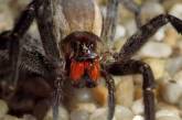 Смертельно опасные пауки, с которыми шутки плохи.  ФОТО