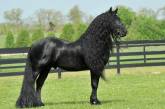 Фридрих Великий — самый красивый конь в мире. ФОТО
