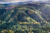 Гигантский смайлик из деревьев на склоне холма в Орегоне  