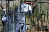 80 попугаев стали жертвой ссоры между арендодателем и жильцом его квартиры