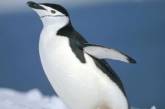 Правительство Чили отказалось от проекта в $2,5 млрд. во имя пингвинов