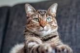 Ученые объяснили, почему коты ставят лапу на хозяина: есть четыре причины
