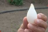  В Азербайджане курица снесла необычное яйцо