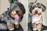 Фотографии с очаровательными пёсиками "до и после" посещения грумера