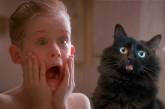 Сеть насмешила версия фильма «Один дома» с участием озорного кота (ВИДЕО)