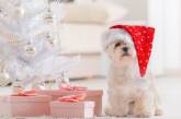 Сеть насмешила собака, которая распаковала подарки на Рождество (ВИДЕО)