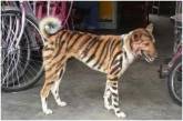 Фермер превратил собаку в «тигра», чтобы отпугивать вредителей (ФОТО)