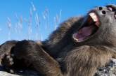 Потешные фотки животных, обожающих зевать (ФОТО)