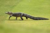 Житель Флориды украл аллигатора и пытался "преподать ему урок" (ФОТО)