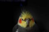 Никакой личной жизни: Сеть покорил ревнивый попугайчик (ВИДЕО)