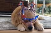 Новый хит: недовольная реакция собаки на праздничный наряд (ВИДЕО)