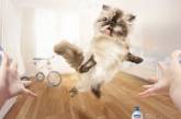 Самые веселые примеры «кошачьей» рекламы (ФОТО)