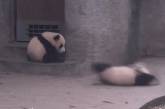 Сеть насмешила панда-симулянтка (ВИДЕО)
