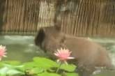 В США медвежонок искупался в декоративном пруду (ВИДЕО)