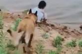 Сеть покорила собака, ставшая «телохранителем» для маленькой девочки (ВИДЕО)