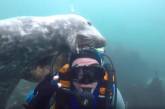 Сеть насмешил тюлень, пытавшийся отнять у аквалангиста маску (ВИДЕО)